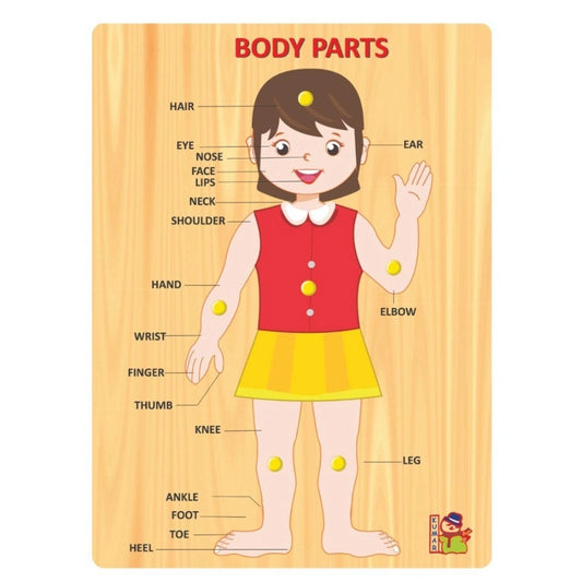 Body Parts | Wood | Educational Toys | 3+ Years